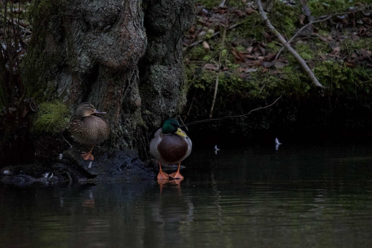 Mallard - ML525864931