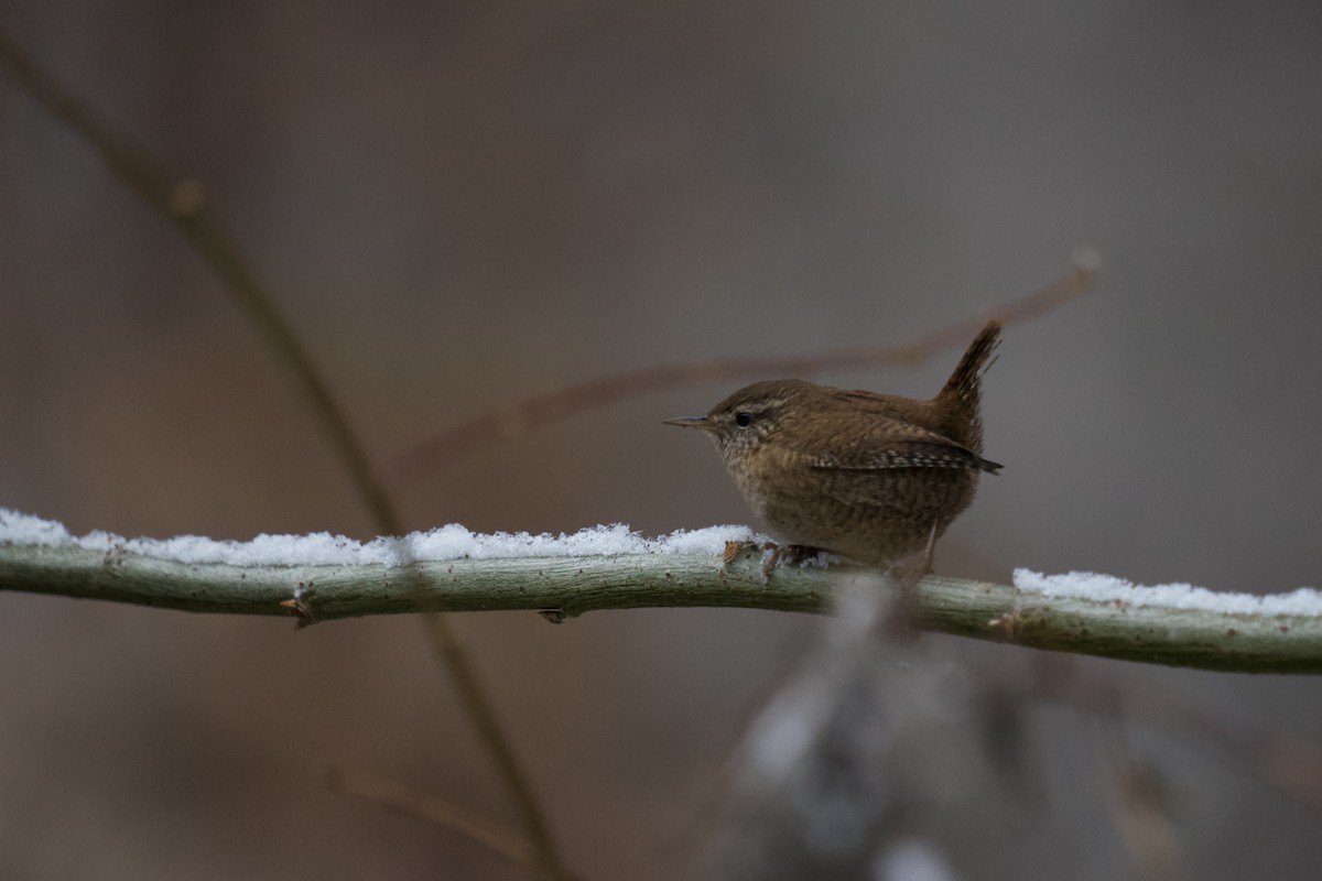 Eurasian Wren - ML525865041