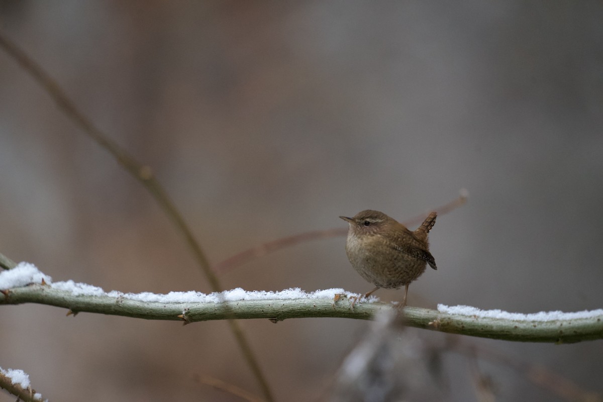 Eurasian Wren - ML525865051