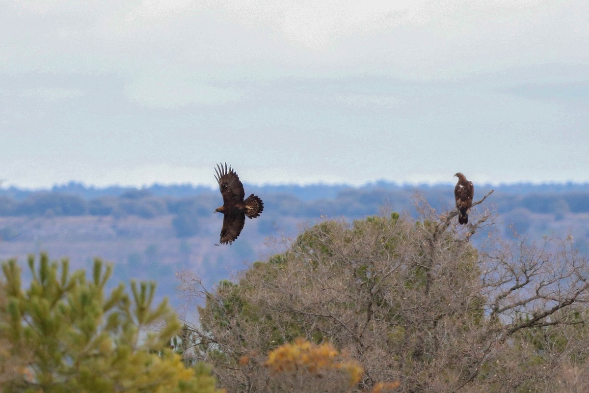 Golden Eagle - César Diez González