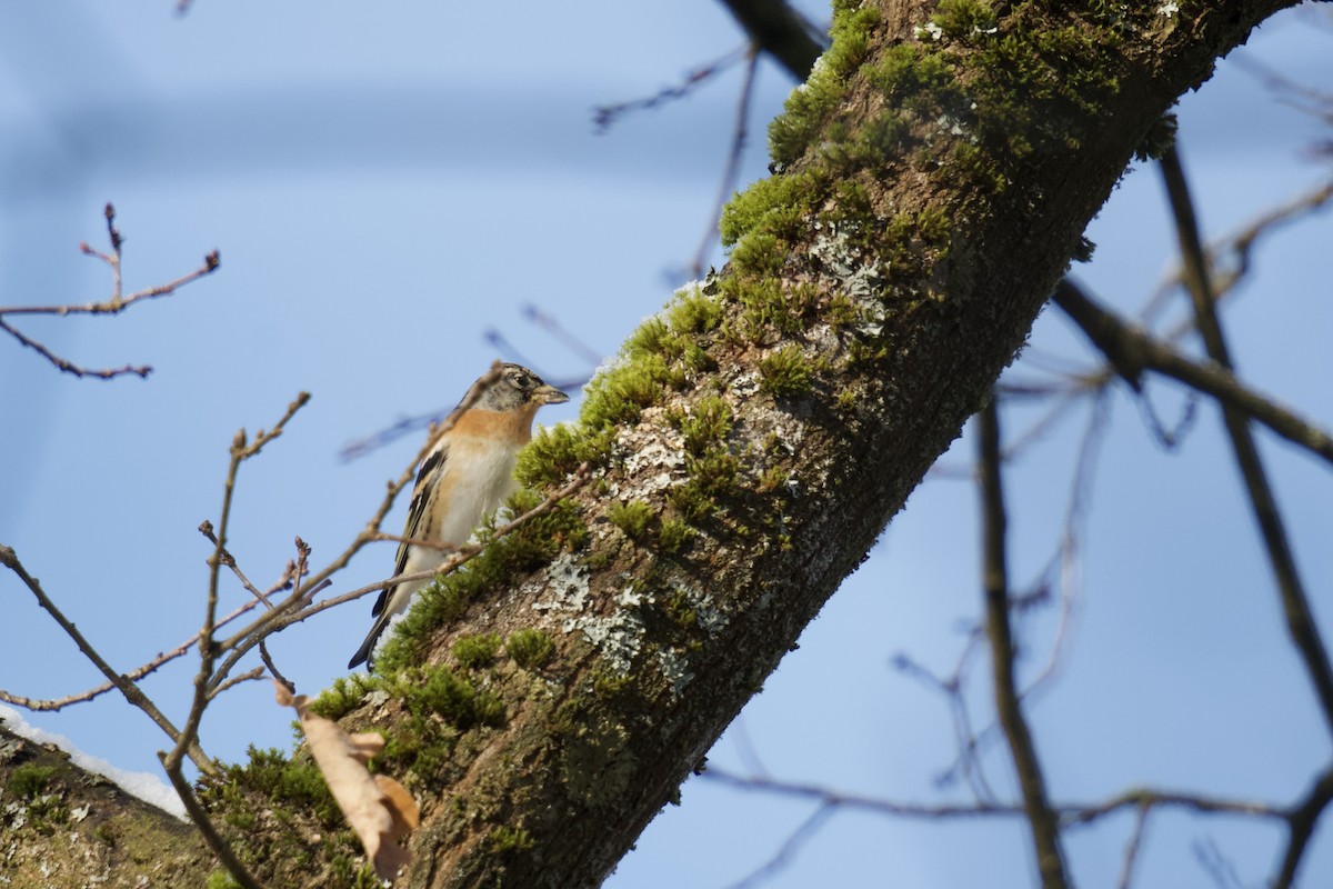 Brambling - ML525865201
