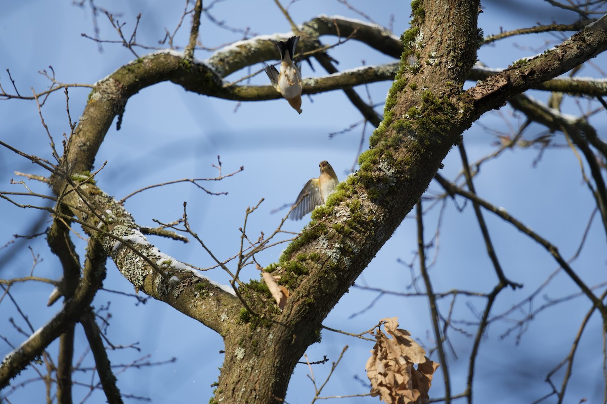 Brambling - ML525865211