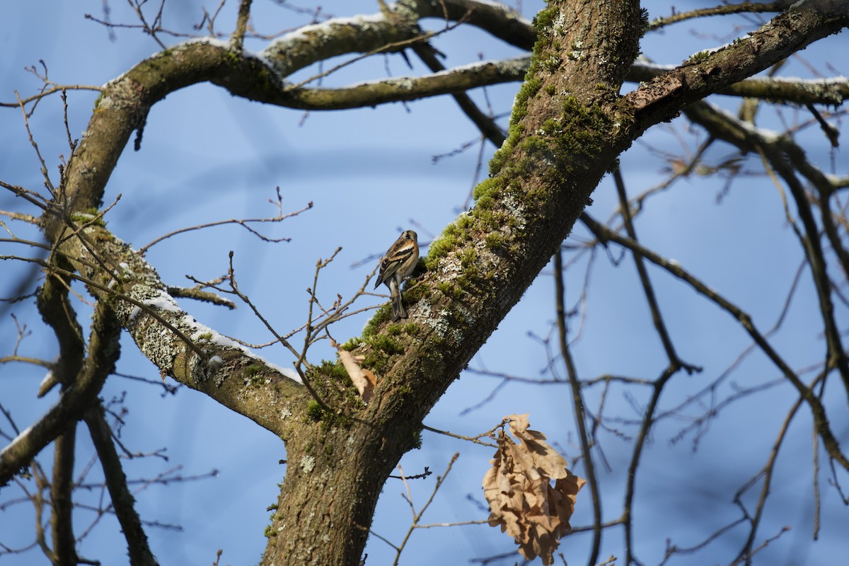 Brambling - ML525865221