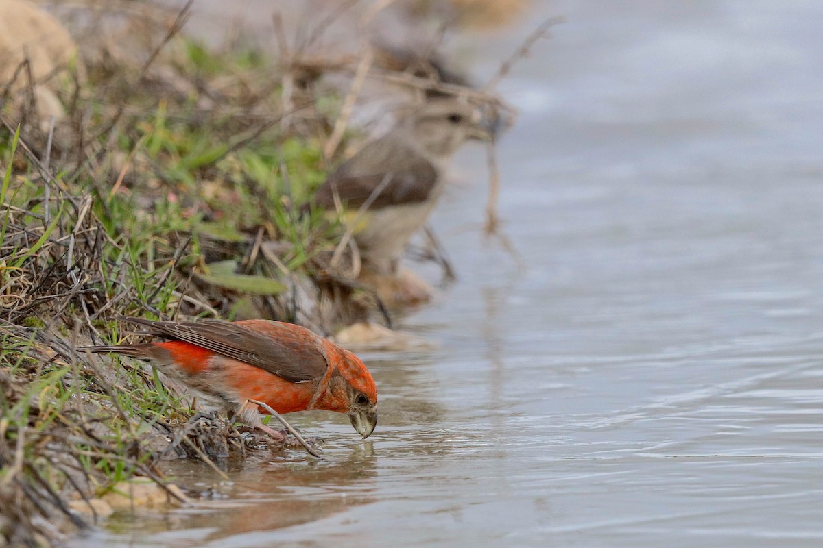 Red Crossbill - César Diez González