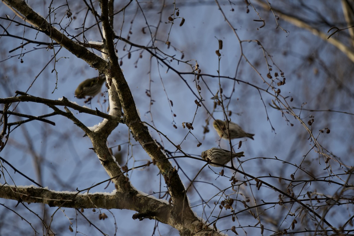 Eurasian Siskin - ML525865361