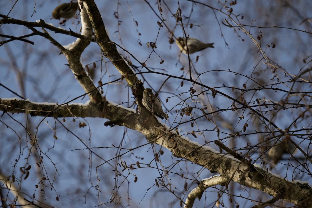 Eurasian Siskin - ML525865371