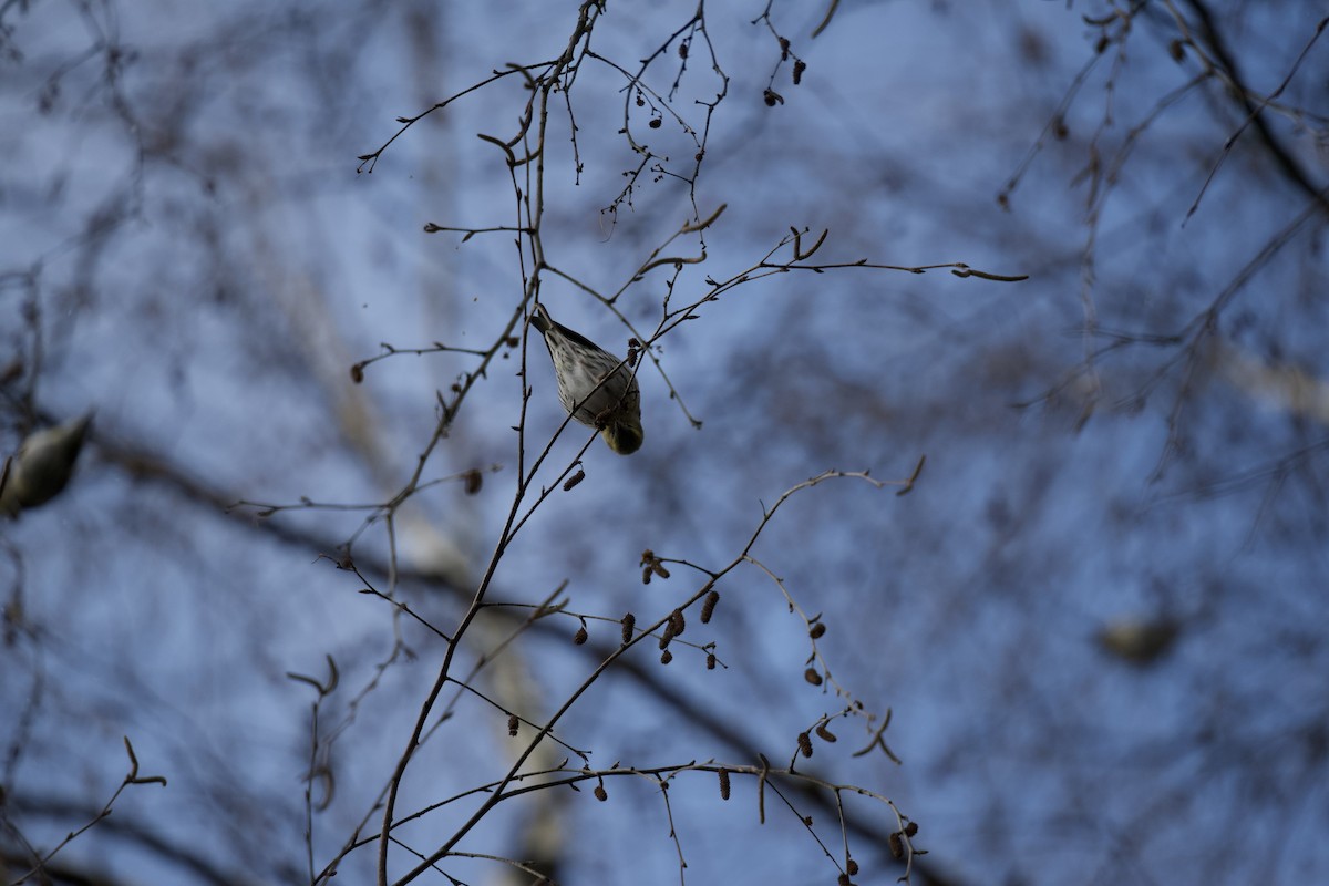 Eurasian Siskin - ML525865381