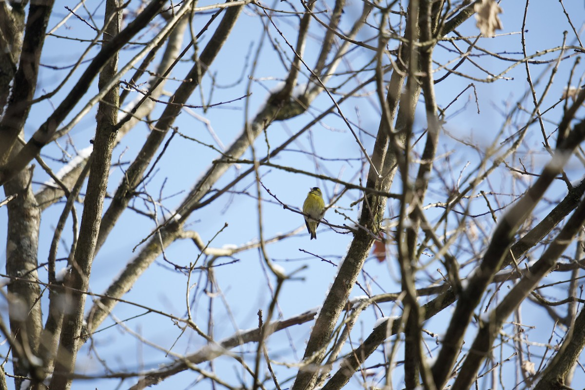 Eurasian Siskin - ML525865391