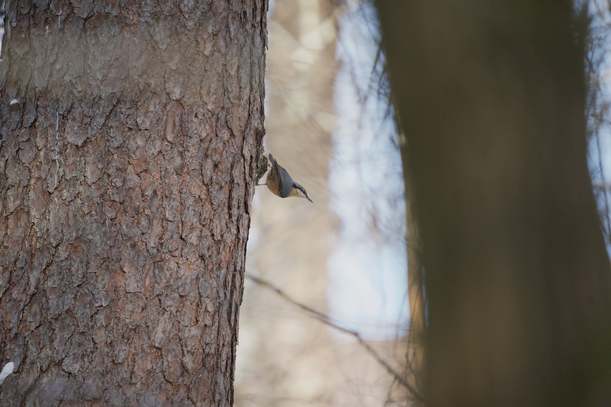 Eurasian Nuthatch - ML525865421