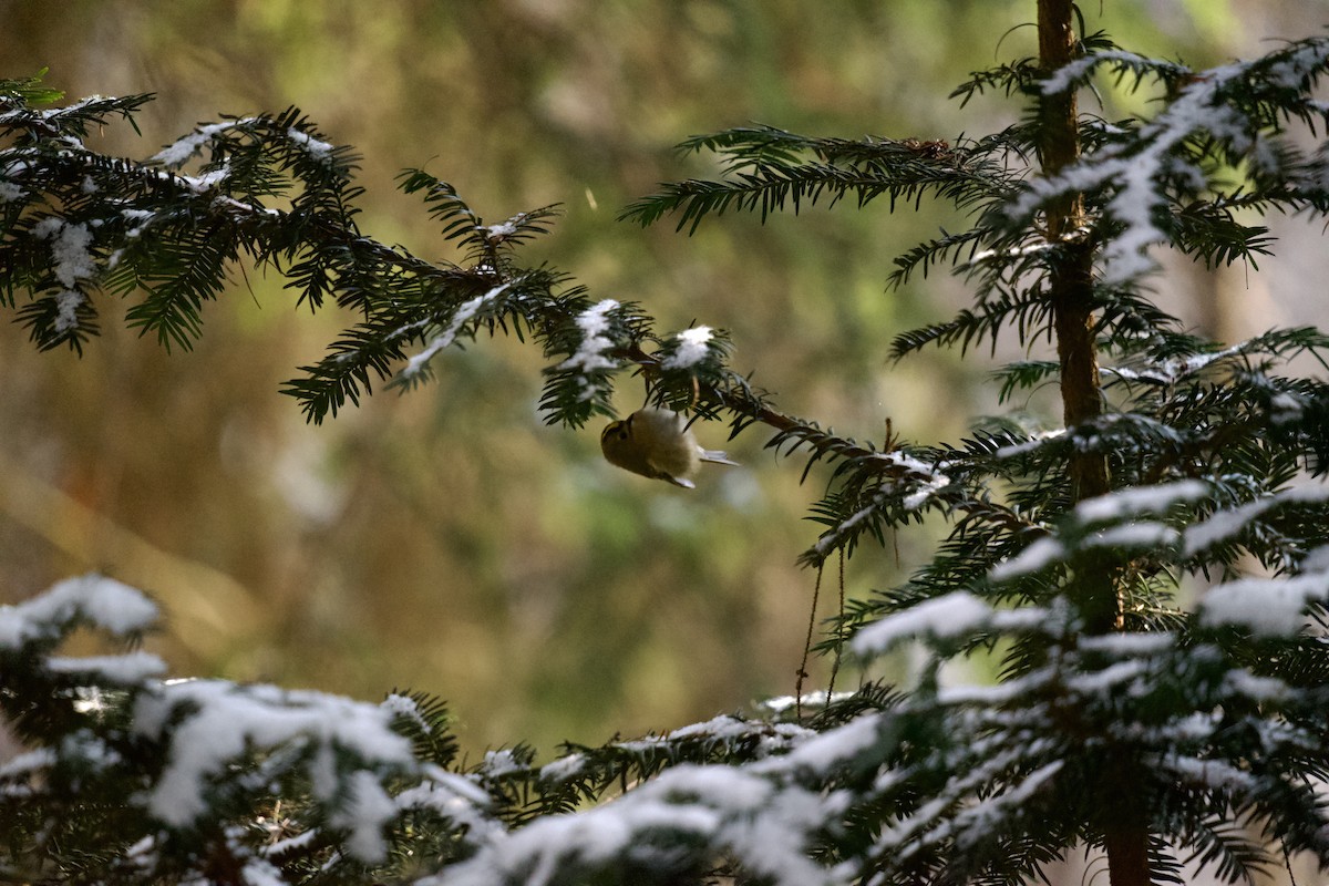 Goldcrest - ML525865561