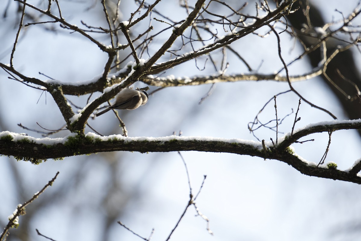 Marsh Tit - ML525865601