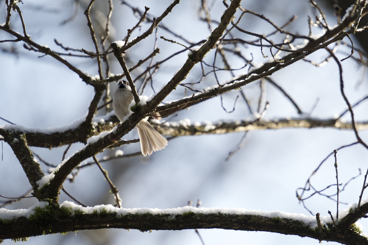 Marsh Tit - ML525865611