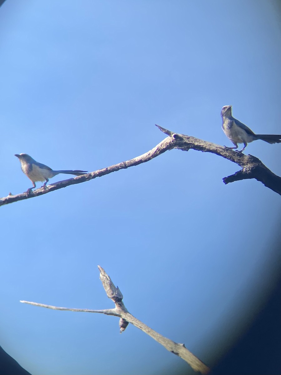 Florida Scrub-Jay - ML525866121