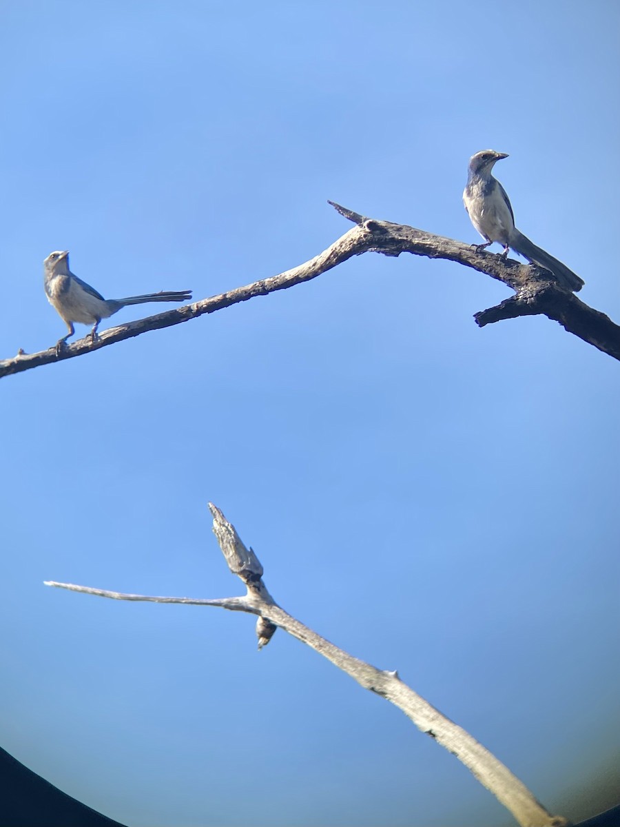 Florida Scrub-Jay - ML525866141