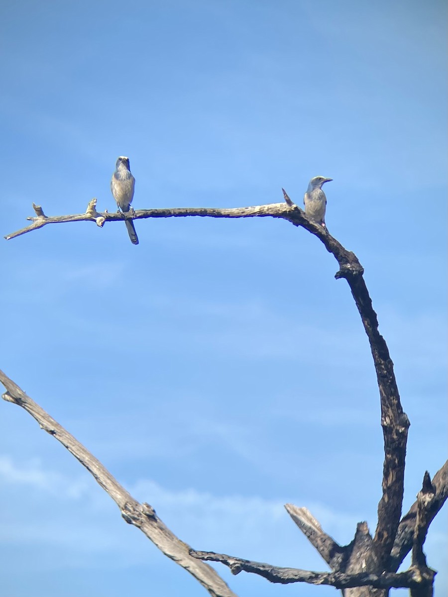 Florida Scrub-Jay - ML525866151