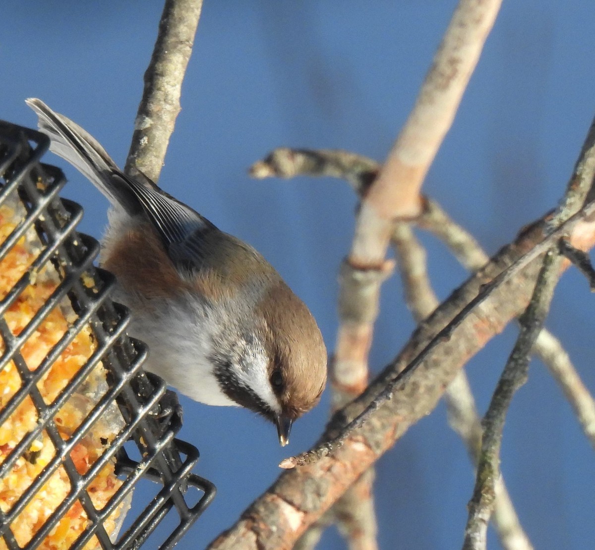 Mésange à tête brune - ML525866501