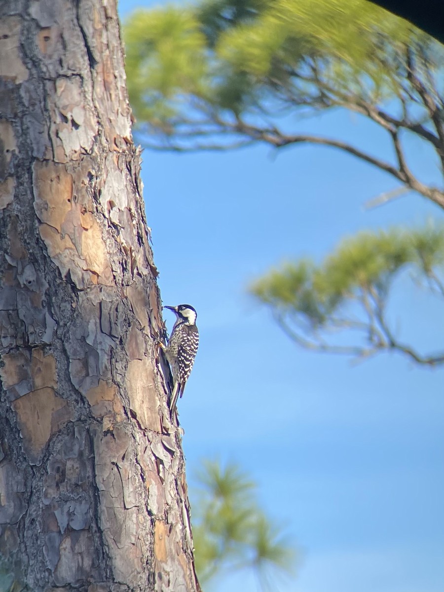 Red-cockaded Woodpecker - Matthew Gasner