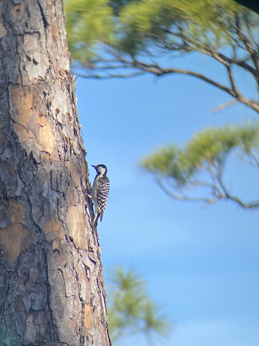 Red-cockaded Woodpecker - Matthew Gasner