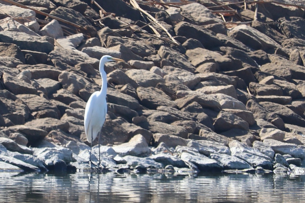 Great Egret - Ismael Khalifa