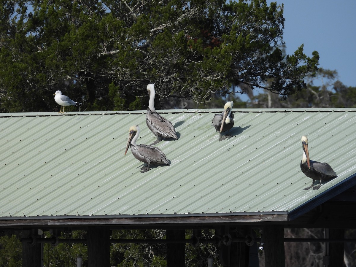 Brown Pelican - John  Paalvast