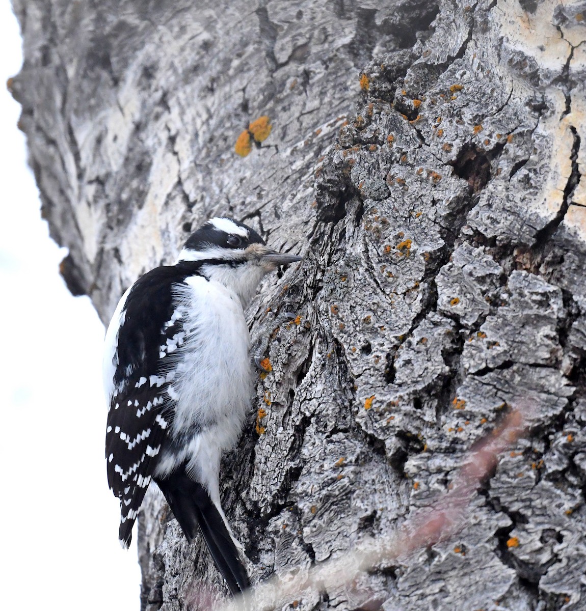 Hairy Woodpecker - ML525868251