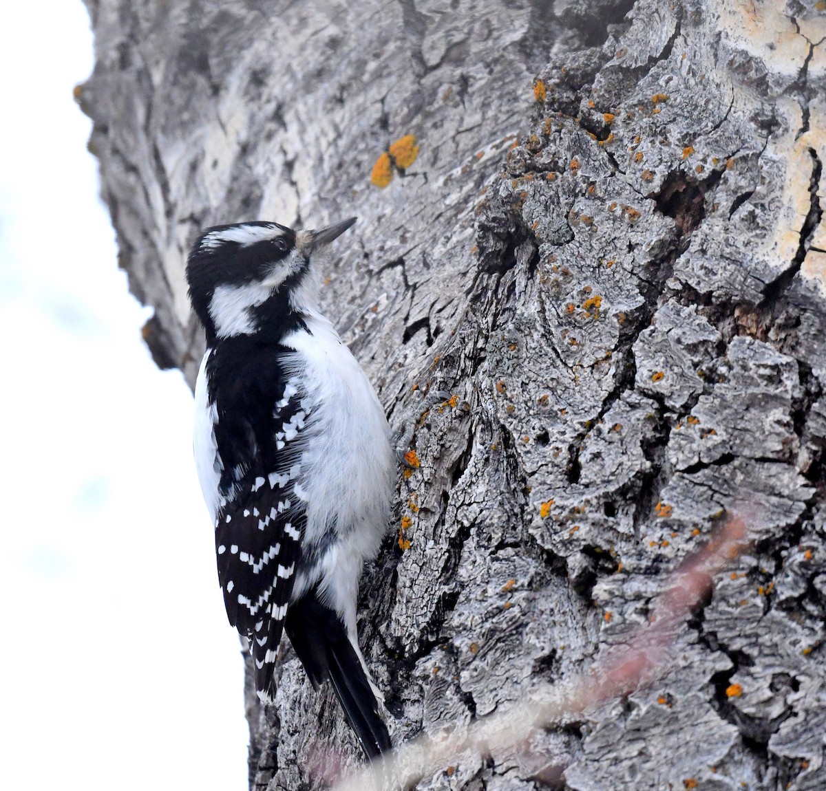 Hairy Woodpecker - ML525868271