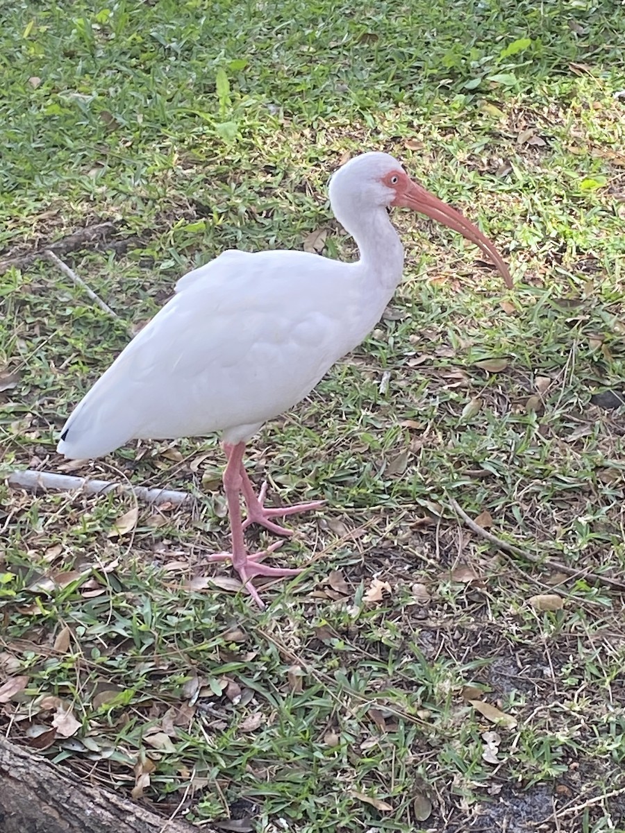 White Ibis - Matthew Gasner