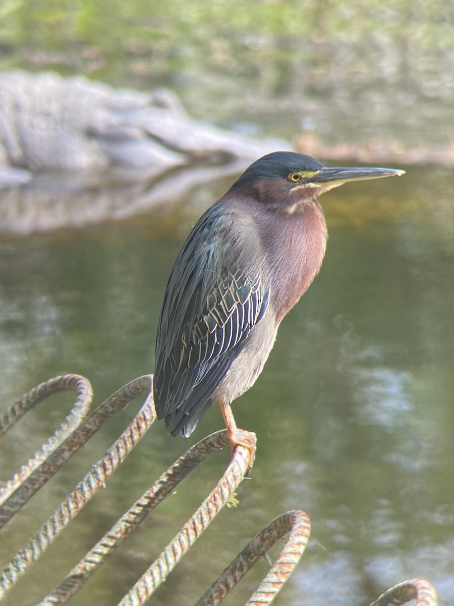 Green Heron - Matthew Gasner