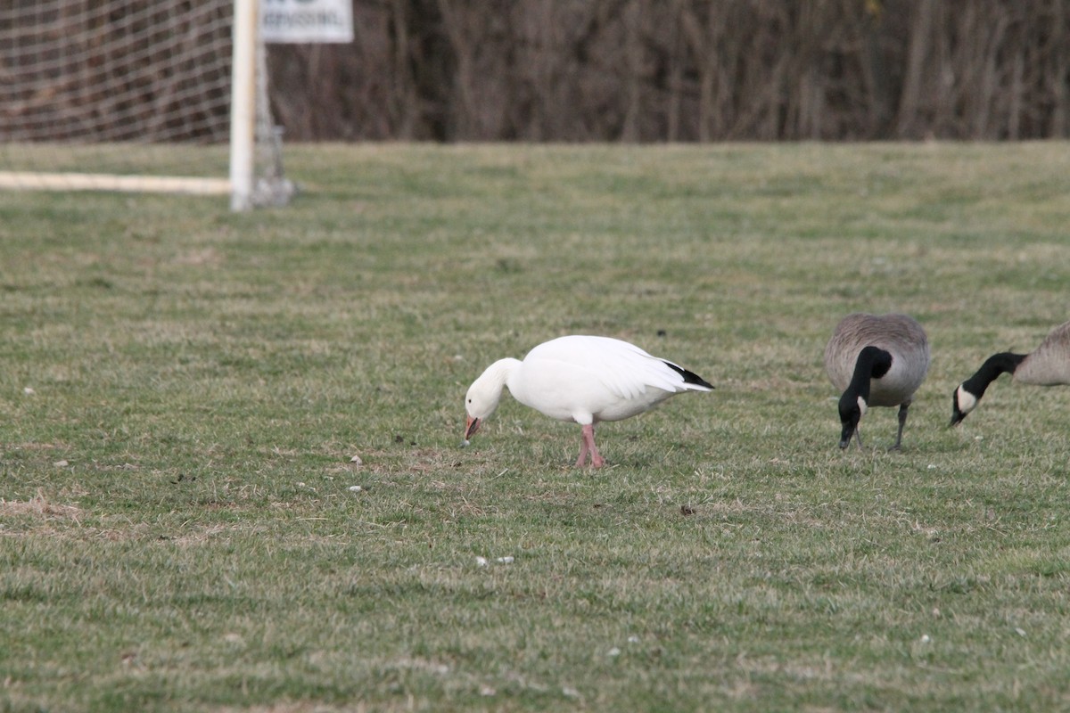 Snow Goose - ML525869031