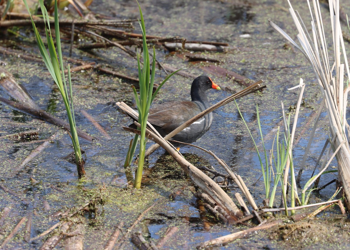 Common Gallinule - ML525869281