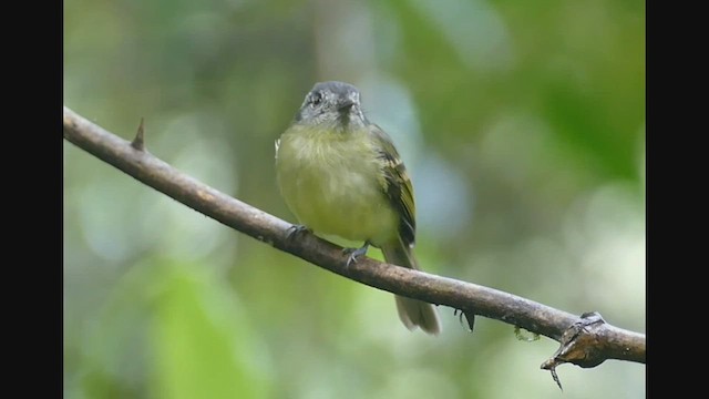 Orejero Coronigrís - ML525869331