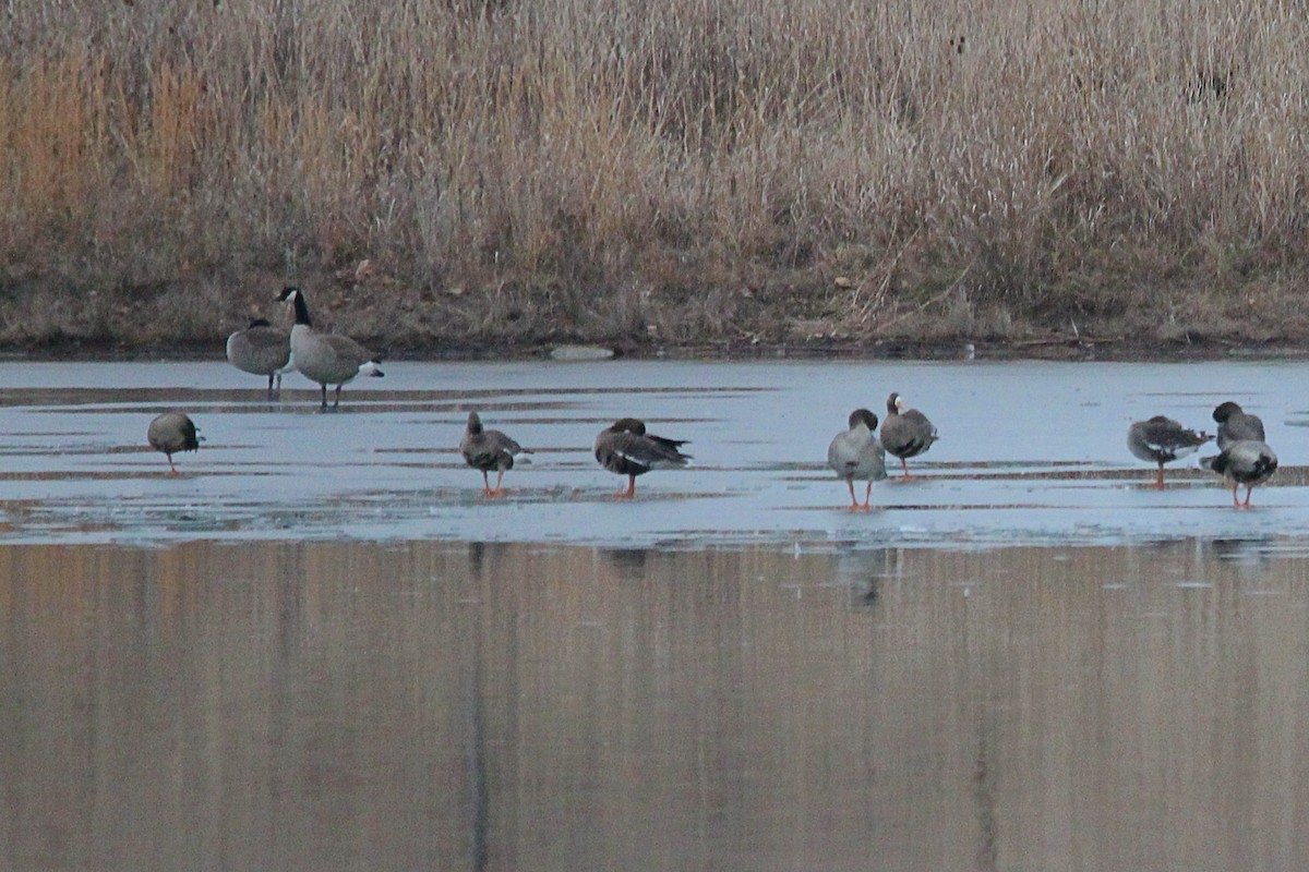 Greater White-fronted Goose - ML525869341