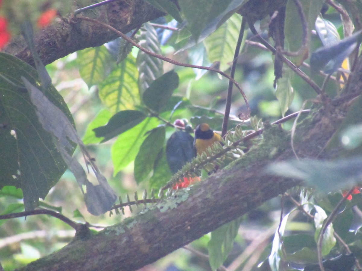 Orange-bellied Euphonia - ML525869381