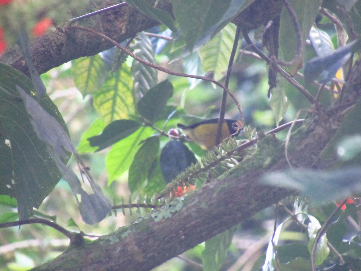Orange-bellied Euphonia - ML525869421