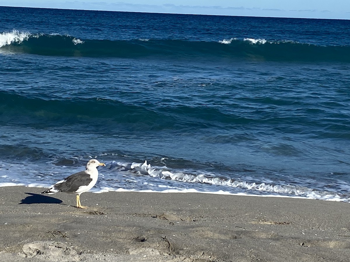 Lesser Black-backed Gull - ML525869461