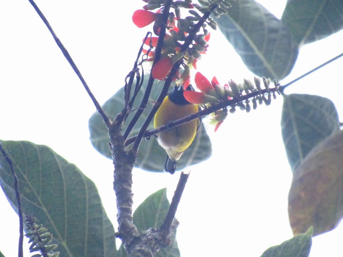 Orange-bellied Euphonia - ML525869491