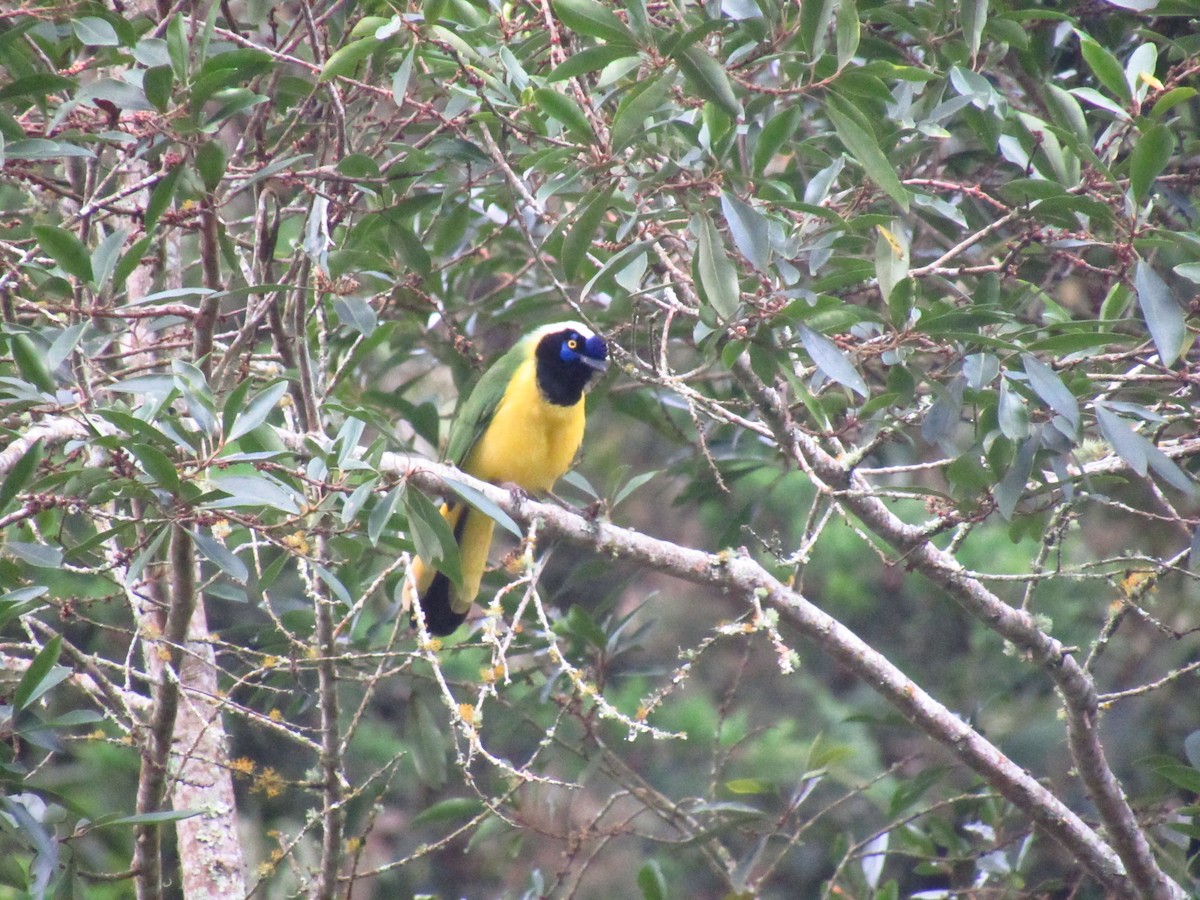 Green Jay - ML525869601