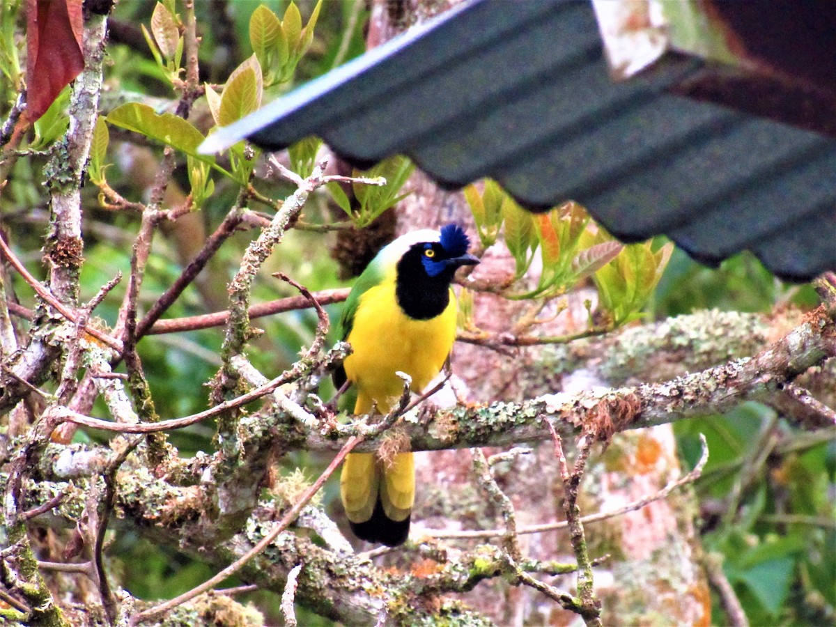 Green Jay - ML525869631