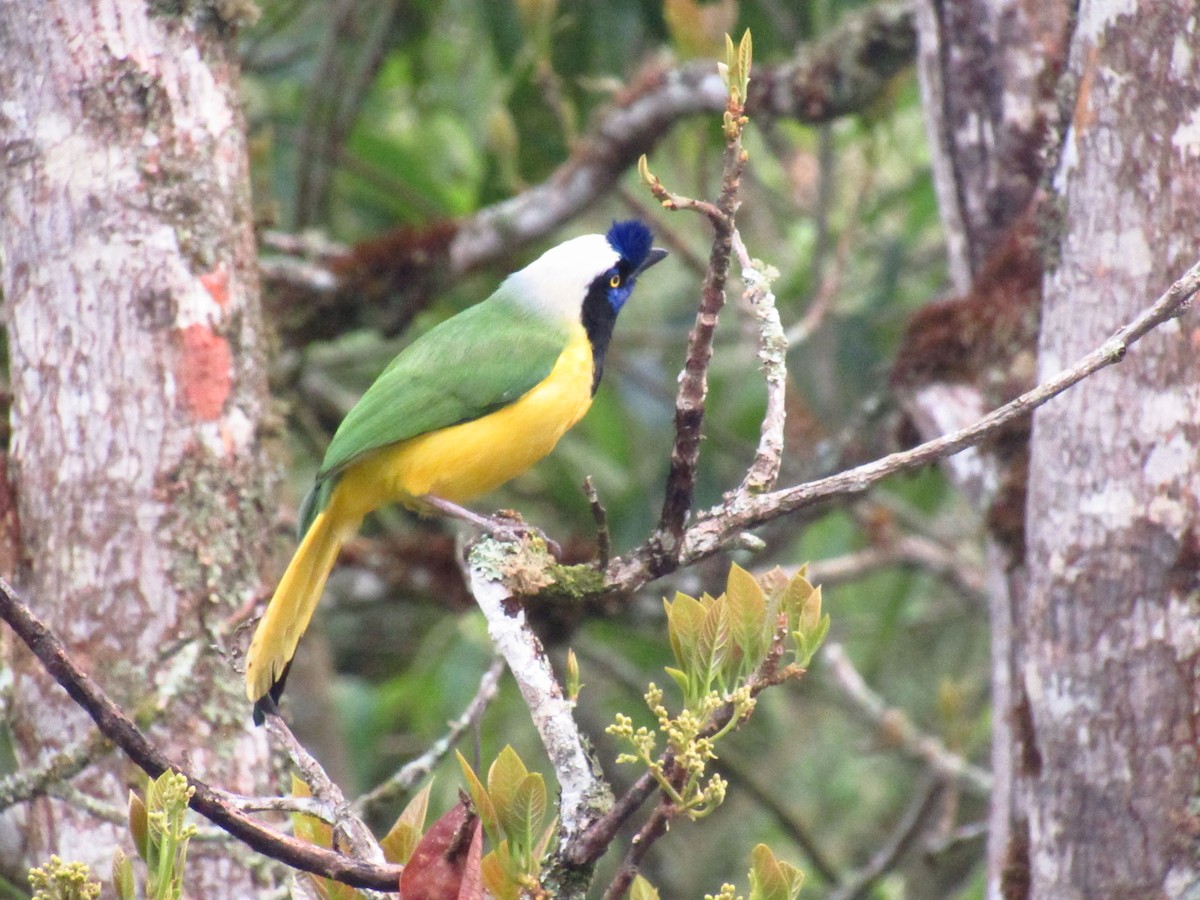 Green Jay - ML525869731