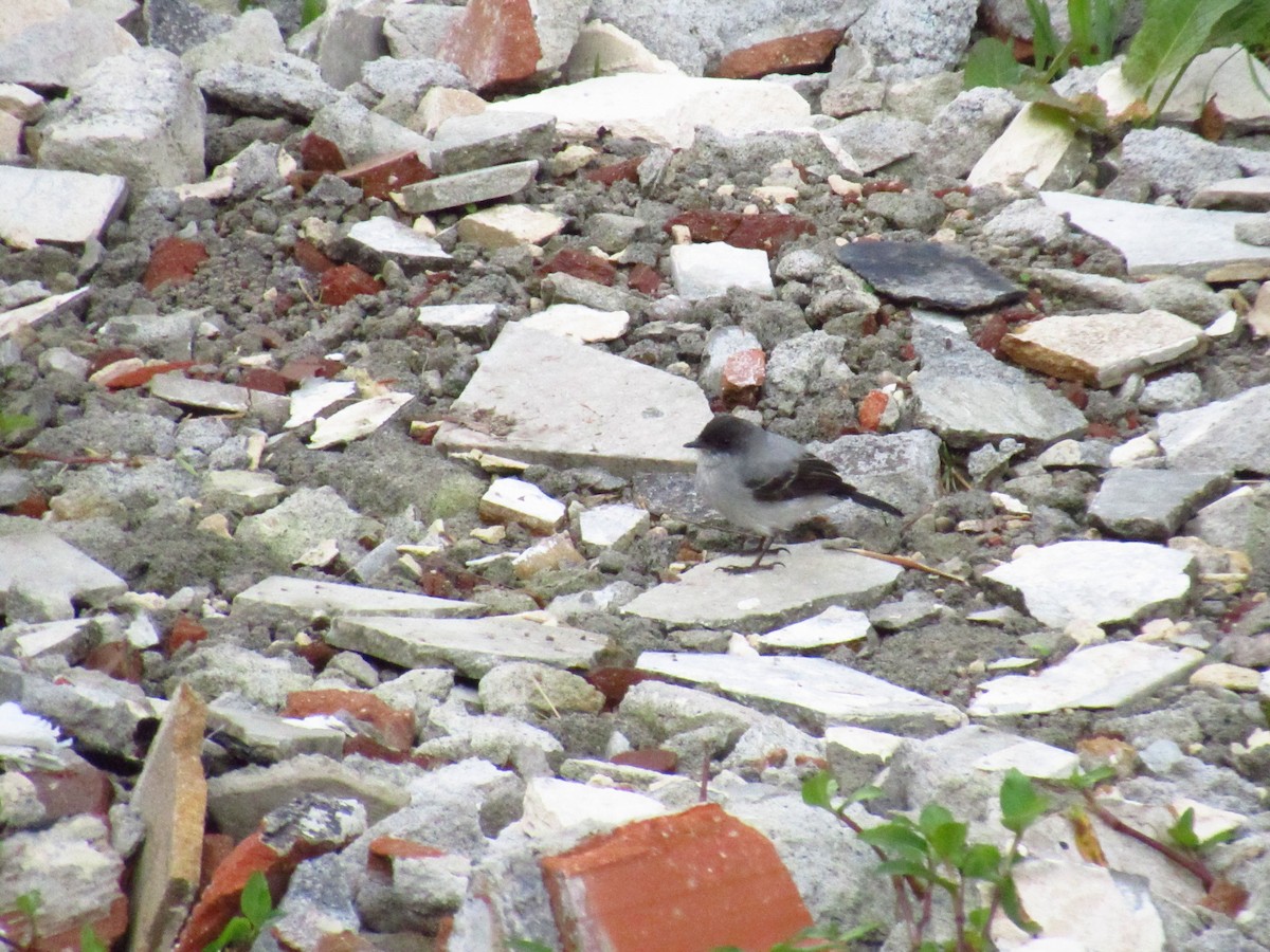 Torrent Tyrannulet - ML525869891