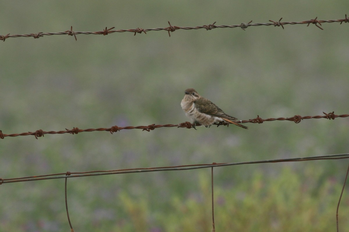 Horsfield's Bronze-Cuckoo - Tom Bedford