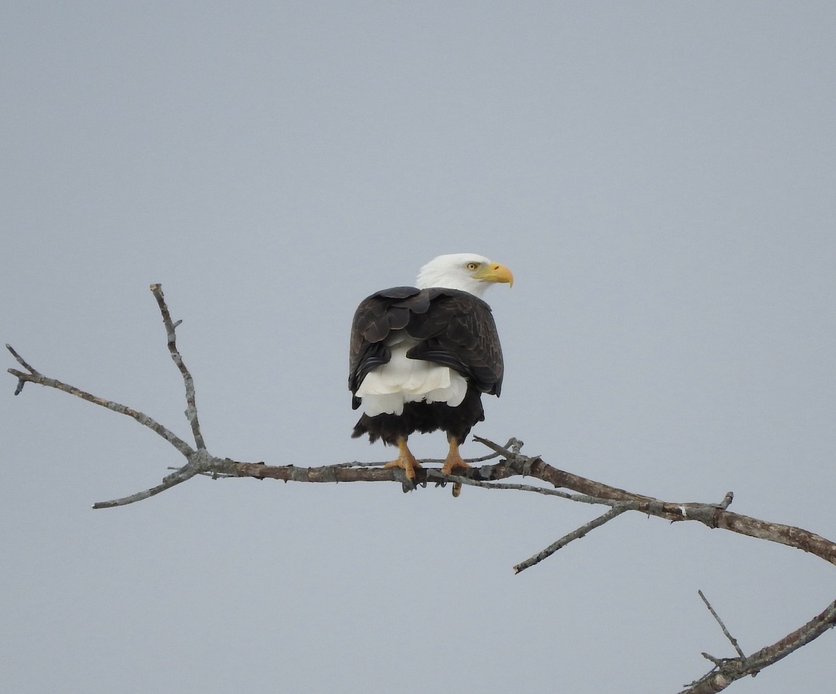 Bald Eagle - ML525872851