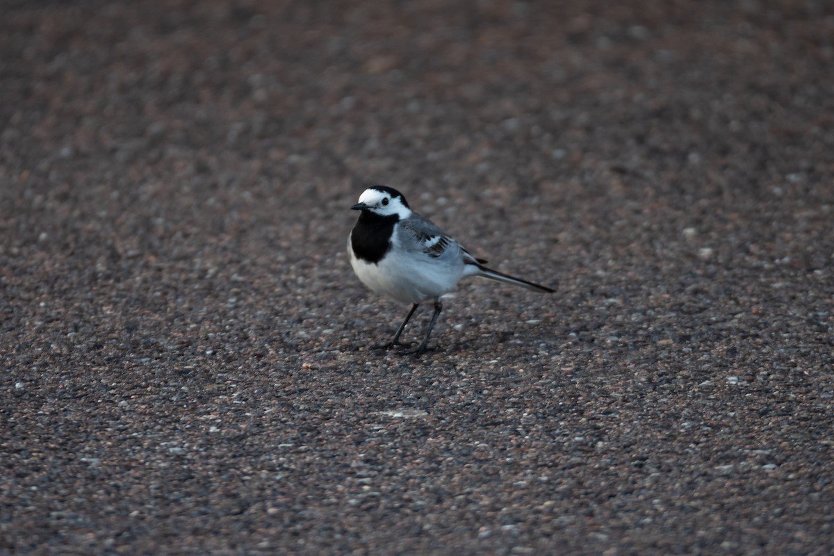 White Wagtail (White-faced) - ML525873001