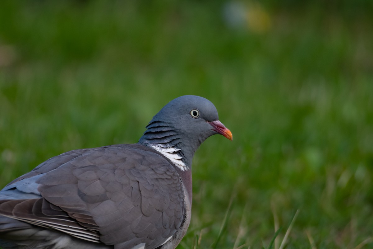 Common Wood-Pigeon (White-necked) - ML525873011