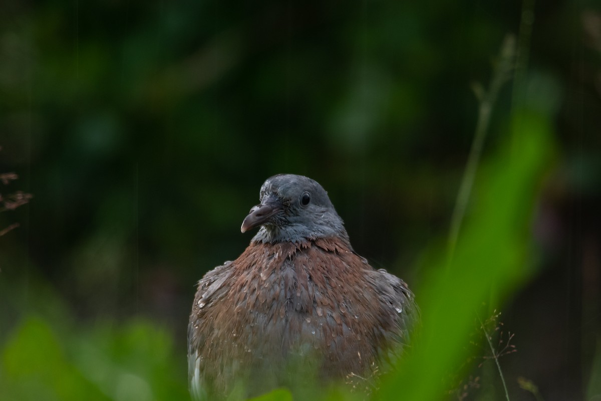 Common Wood-Pigeon (White-necked) - ML525873111