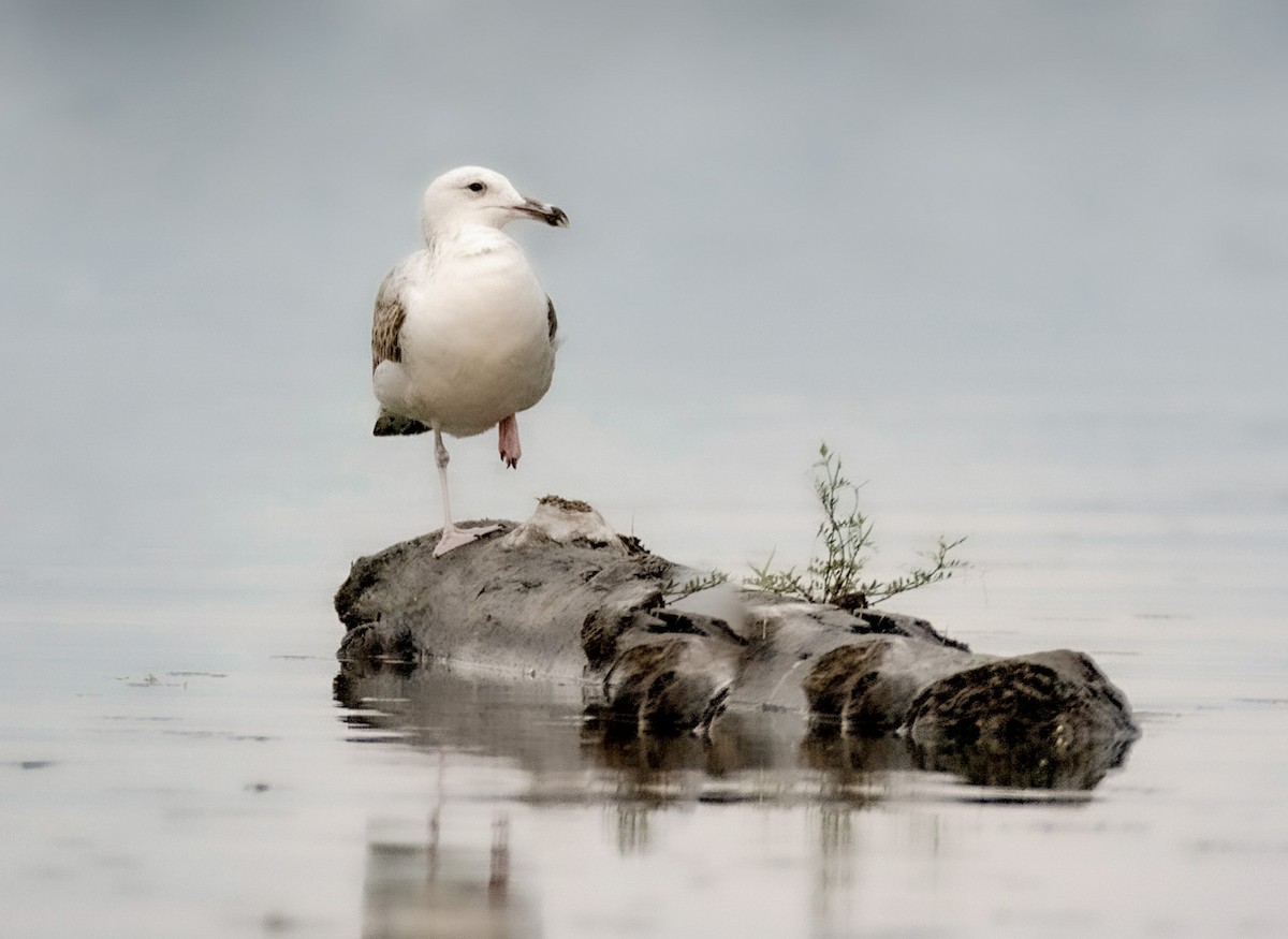 Caspian Gull - ML525874881