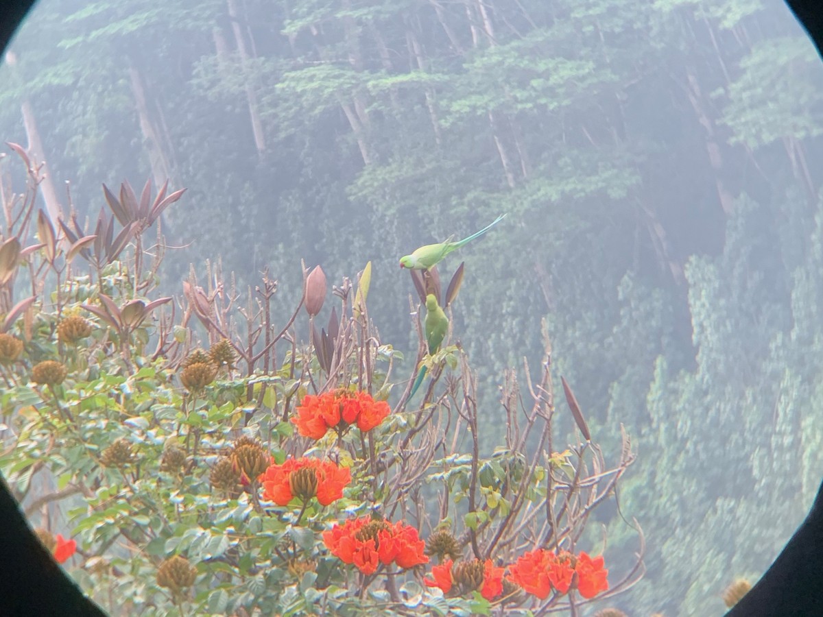 Rose-ringed Parakeet - ML525875241