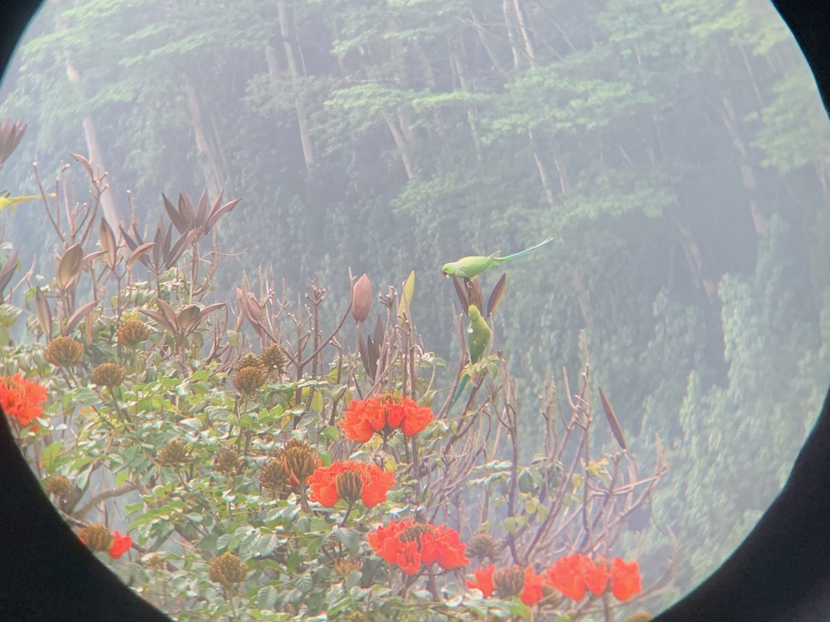 Rose-ringed Parakeet - ML525875251