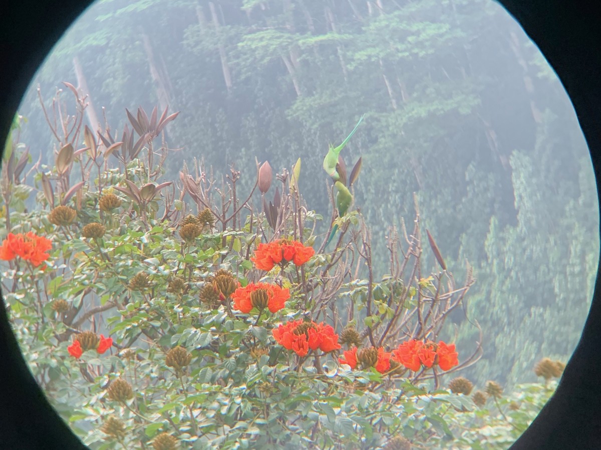 Rose-ringed Parakeet - ML525875261