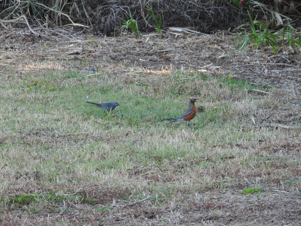 American Robin - ML525875471